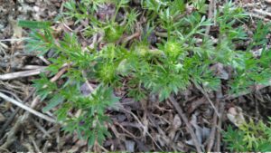 Soliva Sessilis - Bindi Weed
